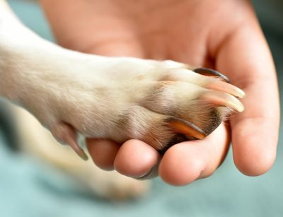 Ein Hund legt seine Pfote in eine Menschenhand