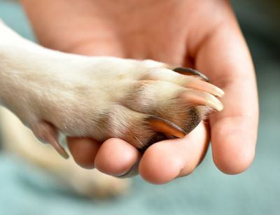 Ein Hund legt seine Pfote in eine Menschenhand