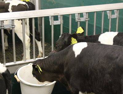 calves at feeding time, photo:Institute for Animal Hygiene and Public Veterinary Services