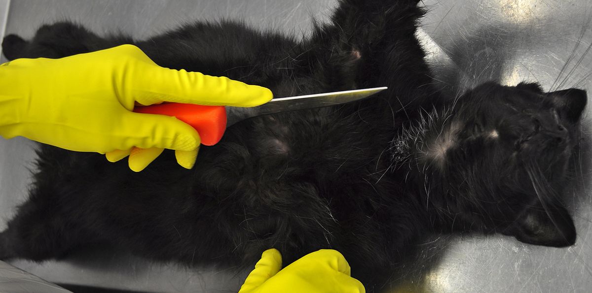 zur Vergrößerungsansicht des Bildes: eine schwarze Katzenleiche in Rückenlage mit angesetztem Messer für den ersten Schnitt