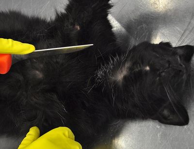 eine schwarze Katzenleiche in Rückenlage mit angesetztem Messer für den ersten Schnitt