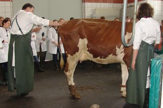 Klinikstunde mit Studenten und Prof. A. Starke
