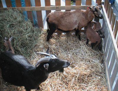 Four goats, Photo: Institute for Animal Hygiene and Public Veterinary Health