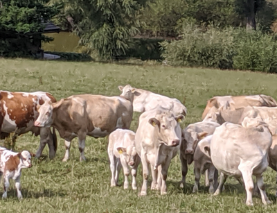 Rinder auf einer Weide im Mittelgebirge