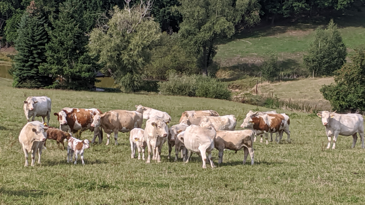 zur Vergrößerungsansicht des Bildes: Rinder auf einer Weide im Mittelgebirge