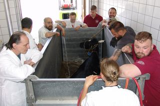 Mitarbeiter stehen um einen Metallkasten, welcher mit Wasser gefüllt wird und in dem sich ein Rind befindet