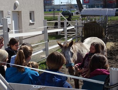 a group of students standing in a paddock surrounding a horse and a tutor