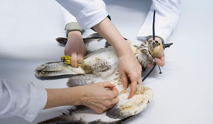 Foto: zwei Mediziner, einer hält einen Greifvogel fest, der andere entnimmt ihm Blut