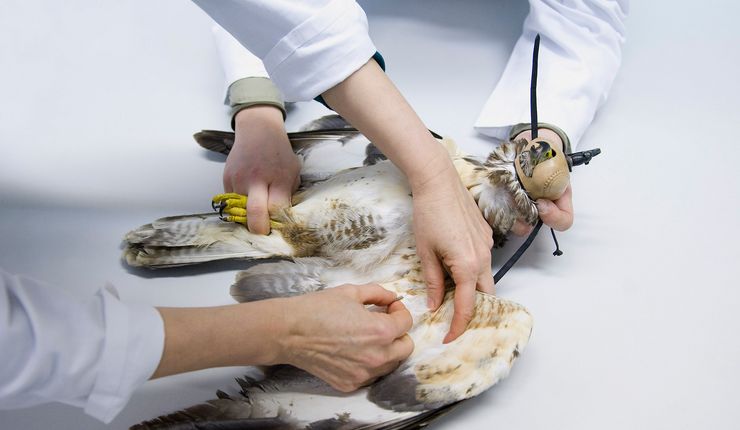 Foto: zwei Mediziner, einer hält einen Greifvogel fest, der andere entnimmt ihm Blut