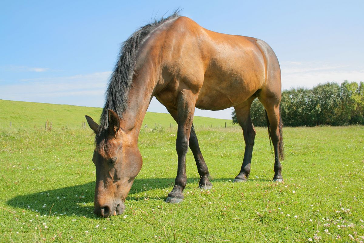 enlarge the image: dargestellt ist Pferd auf einer Wiese