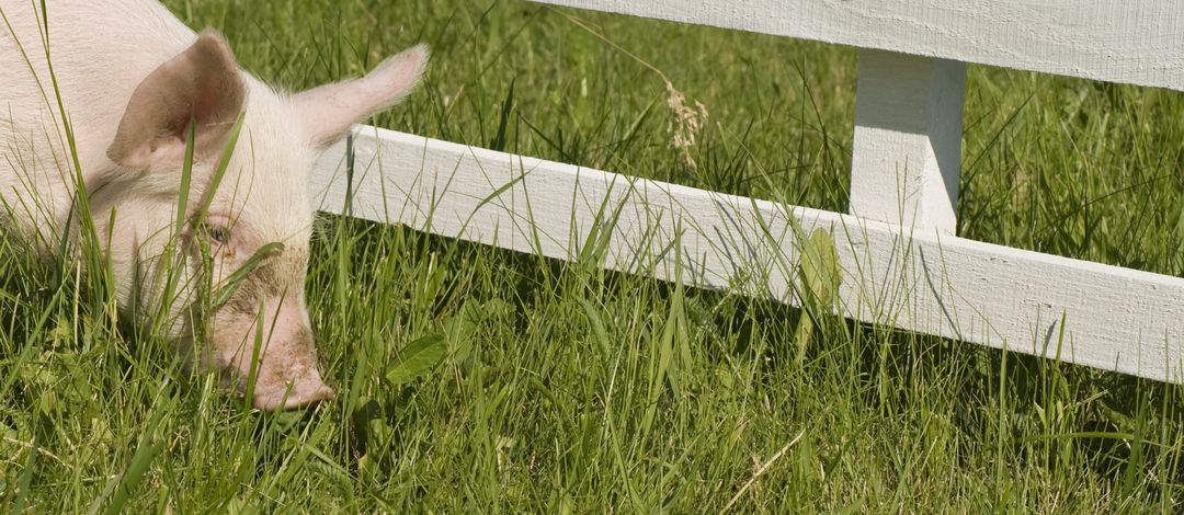 Ein Schwein grast auf der Wiese und steht neben einem weisen Zaun.