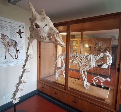 Ein Blick in die Sammlung des Veterinär-Anatomisches Instituts. Foto: Thomas Grochow Ein Blick in die Sammlung des Veterinär-Anatomisches Instituts.