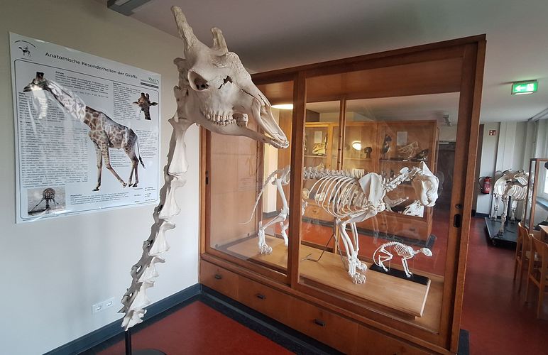 Ein Blick in die Sammlung des Veterinär-Anatomisches Instituts.