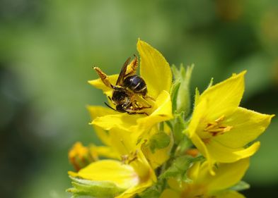 Eine Wald-Schenkelbiene sammelt Nektar. Sie war Wildbiene des Monats Juli 2020. Eine Wald-Schenkelbiene sammelt Nektar. Sie war Wildbiene des Monats Juli 2020.