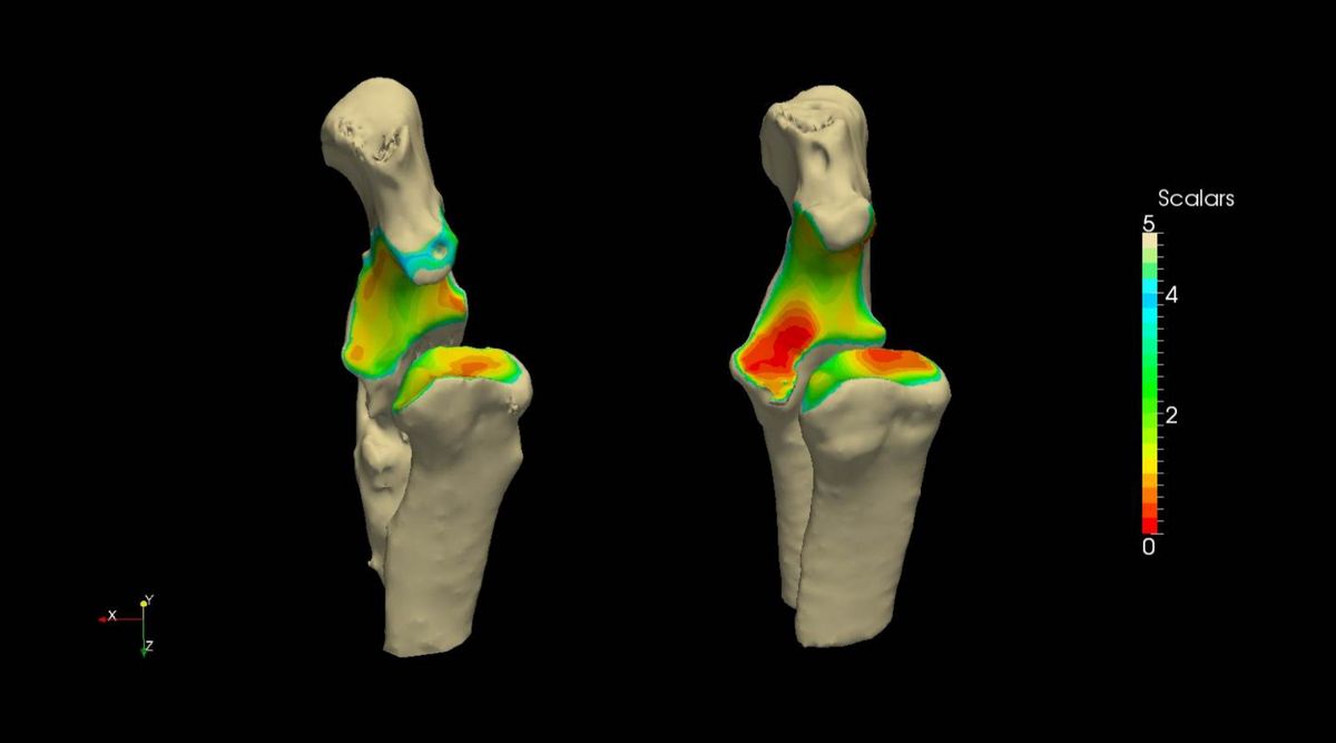 zur Vergrößerungsansicht des Bildes: Auswertung der Kinematik einer Ellenbogengelenksdysplasie beim Hund. Grafik: Thomas Rohwedder