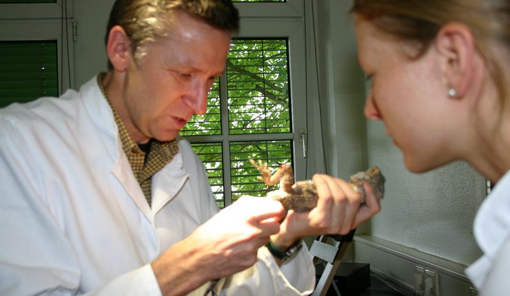 Dr. Ender und eine weitere Person untersuchen eine Bartagame