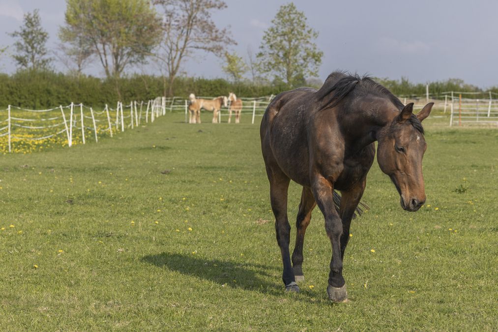 zur Vergrößerungsansicht des Bildes: Unsere Pferde beim Grasen auf der Weide, Foto: Dr. Peter Kastner