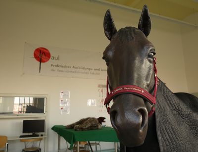 a life-size fiber glass horse for simulating colic types