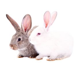 Darstellung von zwei Kaninchen