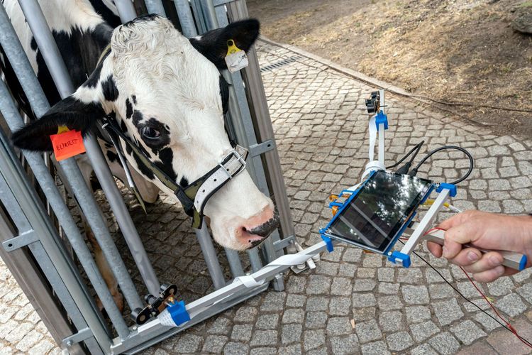 11. Leipziger Tierärztekongress: Mit moderner Sensortechnik wird die Augentemperatur von Kuh Elfriede gemessen, um ihren Stresslevel beurteilen zu können.