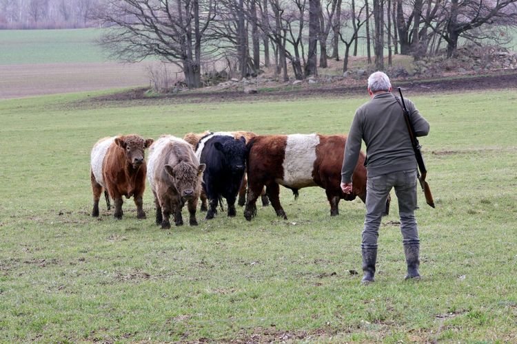 Sachkundiger Schütze mit Rinderherde auf der Weide, Foto: Clara Göckeritz (LfULG)