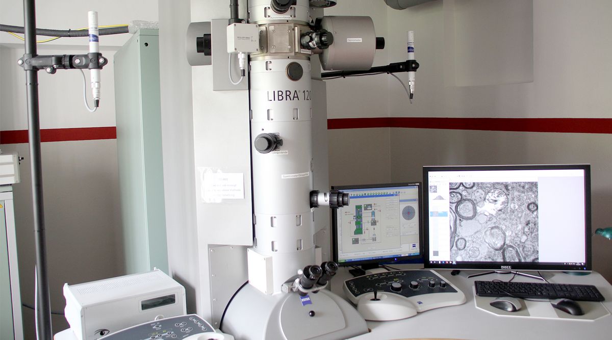 zur Vergrößerungsansicht des Bildes: Das Analytische Transmissionselektronenmikroskop (TEM, Libra 120, Zeiss Oberkochen) ermöglicht Einblicke in den Mikrokosmos der Zelle bei Auflösungen im Nanometerbereich. Foto: Ines Kupfer