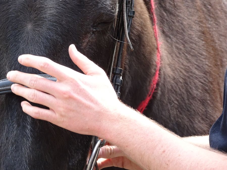 enlarge the image: close up of a hand on a horses head during bridling