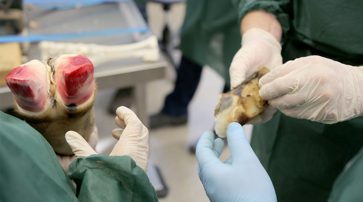Ganz im Sinne des Bovi Bond Symposiums nutzen Klauenpfleger die Möglichkeit, der Anatomie der Klaue auf den Grund zu gehen. Foto: Ines Kupfer