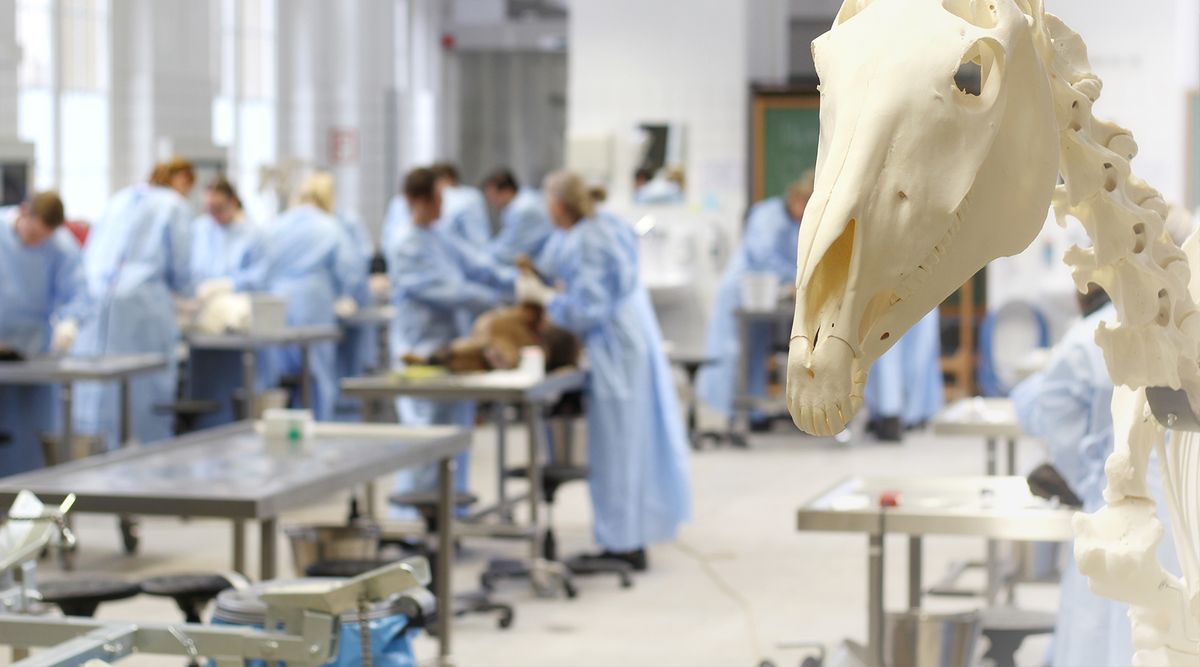 Knochenarbeit: Hier im Präpariersaal gehen Studierende der makroskopischen Anatomie auf den Grund. Foto: Prof. Dr. Christoph Mülling