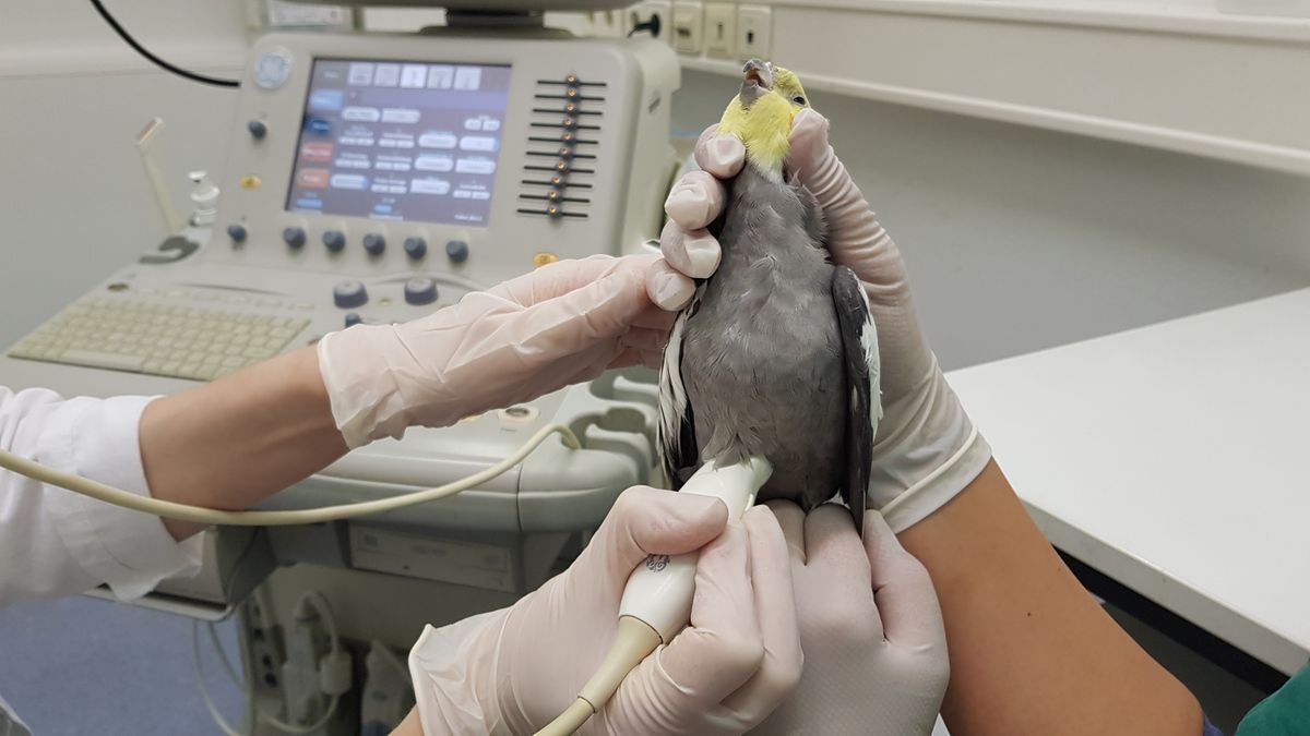 zur Vergrößerungsansicht des Bildes: Bei einem Nymphensittich wird der Schallkopf zur Ultraschallunteruschung angekoppelt