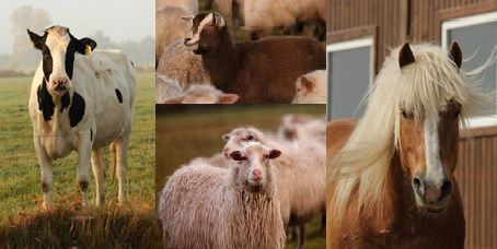 Pferd, Kuh, Schaf, Ziege in Collage