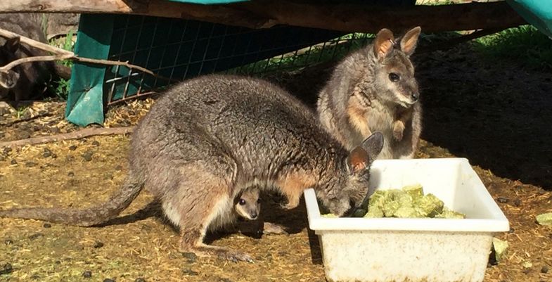Gehört zu den kleinsten Känguruarten der Welt: Tammar Wallaby