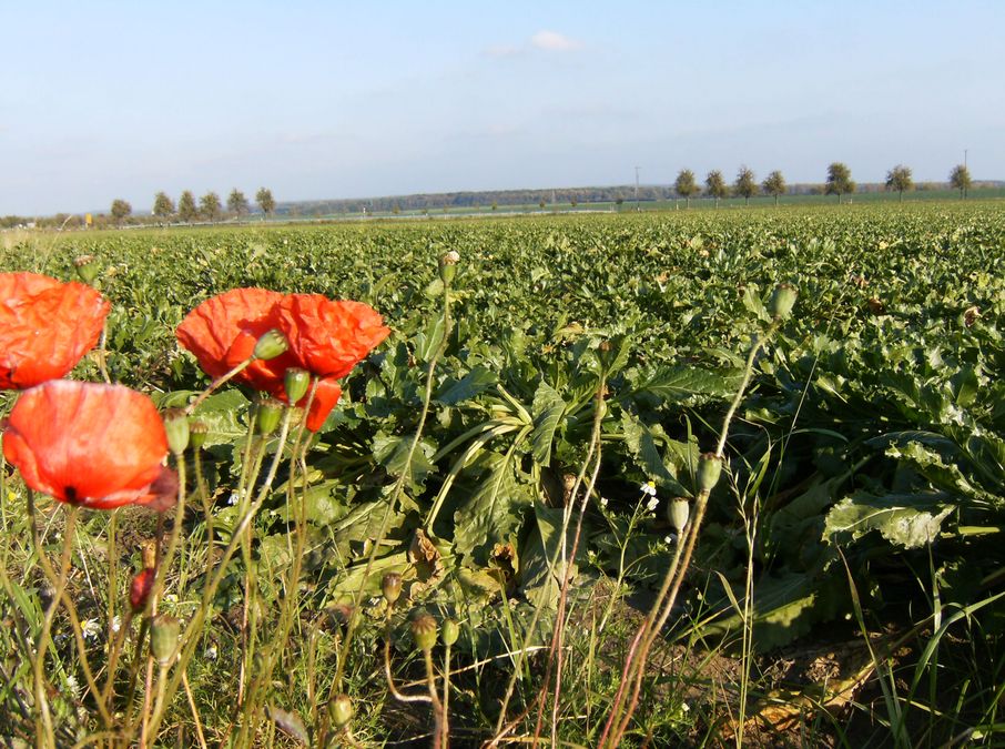 zur Vergrößerungsansicht des Bildes: Landwirtschaft im Oberholz