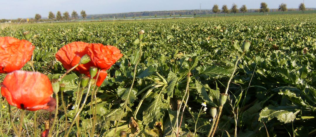 Landwirtschaft im Oberholz