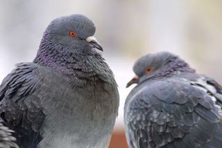 Darstellung von zwei Tauben