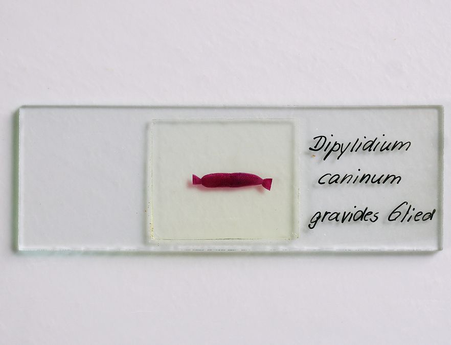 Dipylidium in Milchsäurekarmin gefärbt: Der Gurkenkernbandwurm zeigt sich im Schnitt hervorragend mikroskopierbar. Quelle: cuvm.uni-leipzig.de