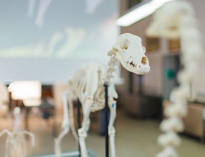 Am Veterinär-Anatomischen Institut können Skelettpräparationen verschiedener Tierarten und Körperteile käuflich erworben werden, beispielsweise für die eigene Tierarztpraxis. Foto: Christian Hüller