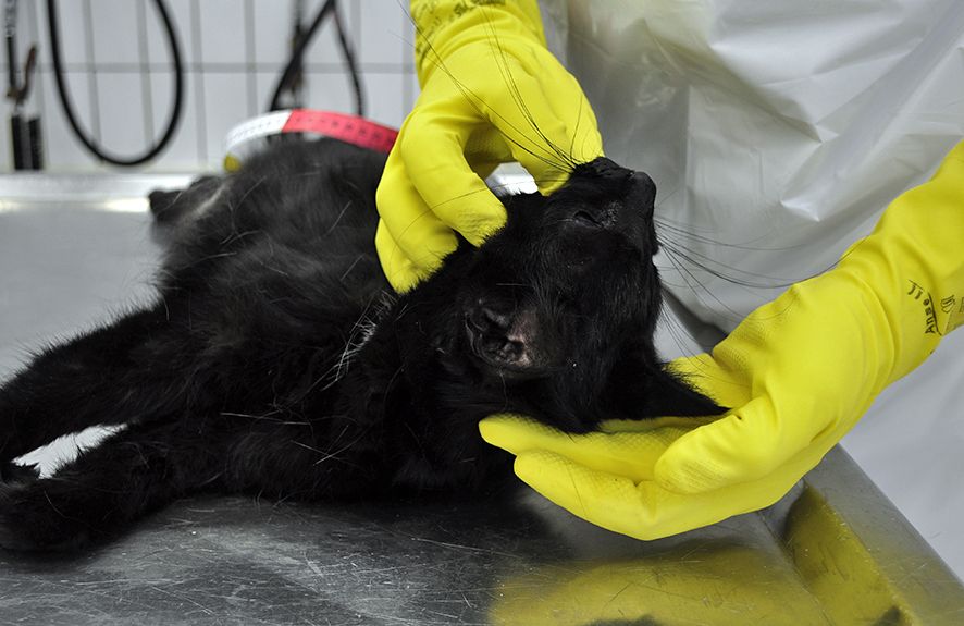 eine schwarze Katzenleiche wird von zwei behandschuhten Händen gehalten und vor der Sektion äußerlich besichtigt