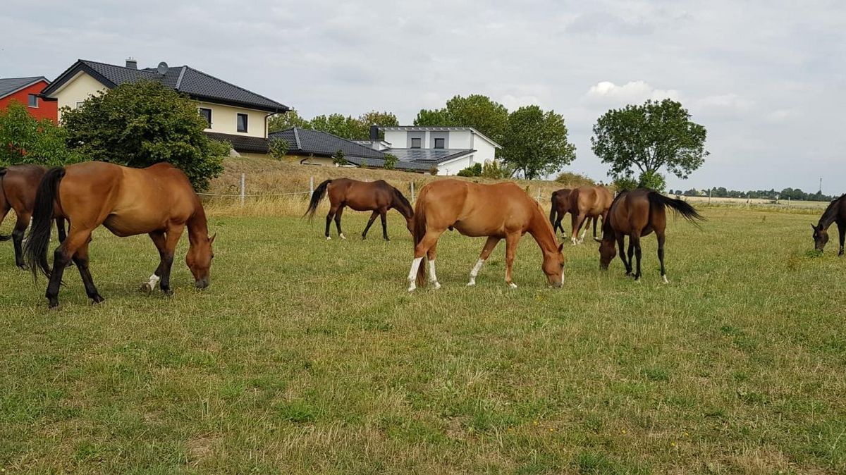 Pferde des Institutes auf der Weide, Foto: D. Blaue