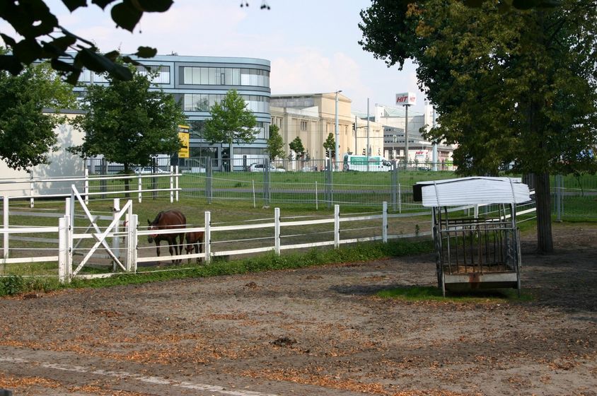 Pferdeauslauf auf dem Gelände der Veterinärmedizinischen Fakultät mit zwei Pferden, Foto: Universität Leipzig