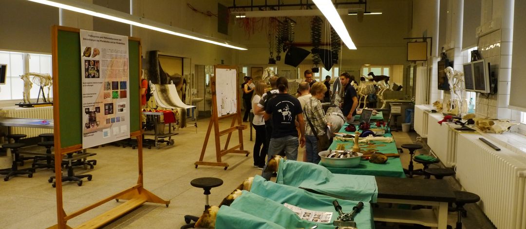 Zur Leipziger Langen Nacht der Wissenschaften lädt das Veterinär-Anatomische Institut unter anderem in den Präpariersaal, wo verschiedene Stationen spannende Einblicke in Lehre und Forschung gewähren. Foto: Prof. Dr. Christoph Mülling