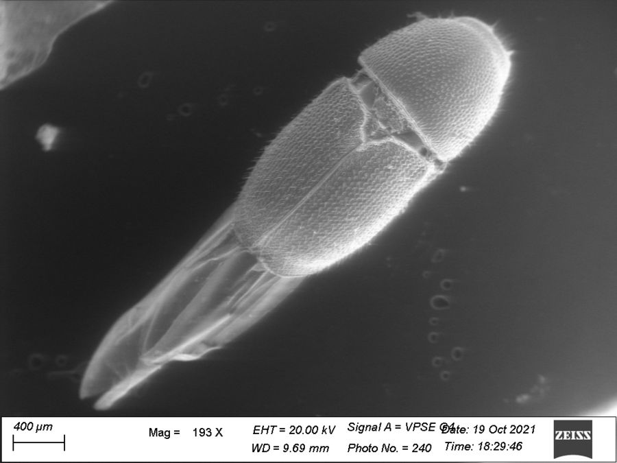 zur Vergrößerungsansicht des Bildes: REM-Bild eines Borkenkäfers im variablen Druckbereich. Probe luftgetrocknet. Foto: Dr. Reinert