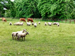 Kühe und Schafe auf einer Wiese