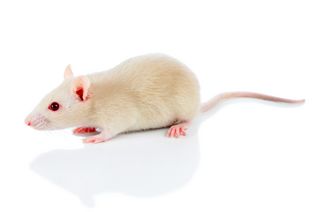 Darstellung einer weißen Maus