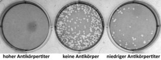 Darstellung eines Plaque-Assays