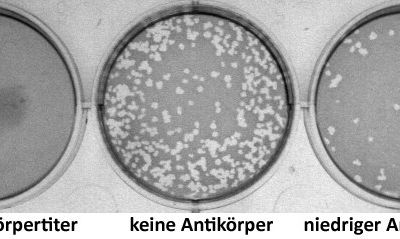 Darstellung eines Plaque-Assays