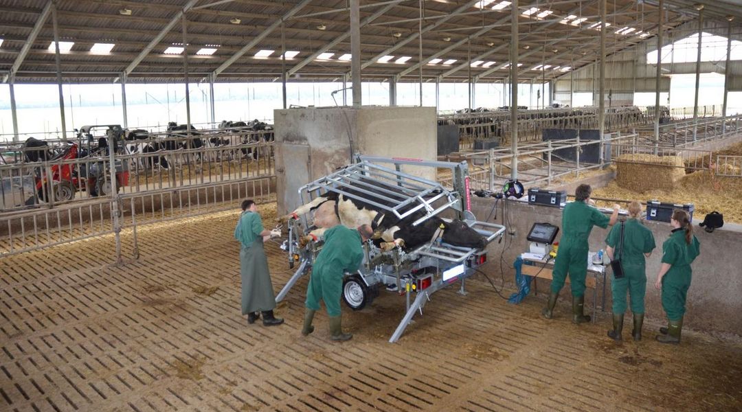 Tierärzte arbeiten in einem Betrieb mit Rinderhaltung an einem Klauenbehandlungsstand