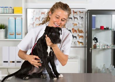 Auch die Branche der Veterinärmedizinner:innen leidet unter Nachwuchsproblemen.