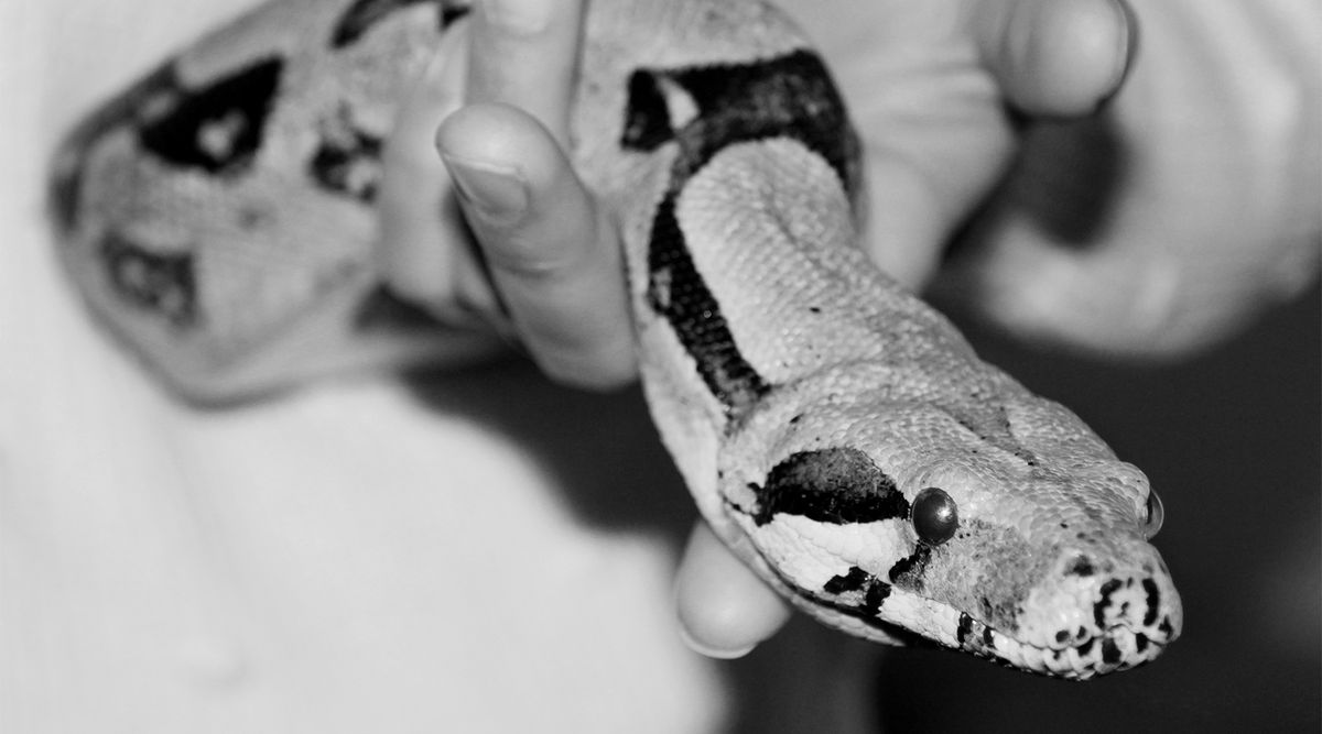 zur Vergrößerungsansicht des Bildes: Seines Zeichen Boa Constrictor, benannt nach A-Team-Leader Hannibal und Hauptakteur des Schlangenkinos hier im Institut, gehört dieser Findling Dank allseitiger Unterstützung nunmehr zum Team. Foto: Mirco Stemann