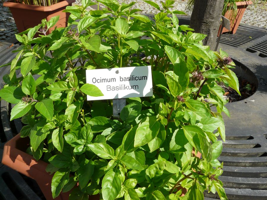 zur Vergrößerungsansicht des Bildes: Basilikumpflanze im Veterinärmedizinischen Lehrgarten, Foto: Peggy Braun